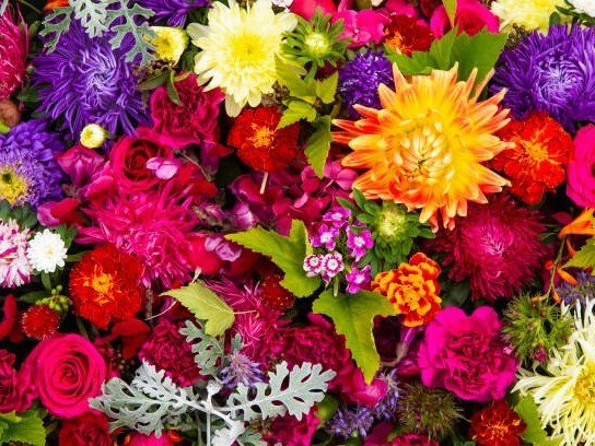 10 sommarblommor till din trädgård