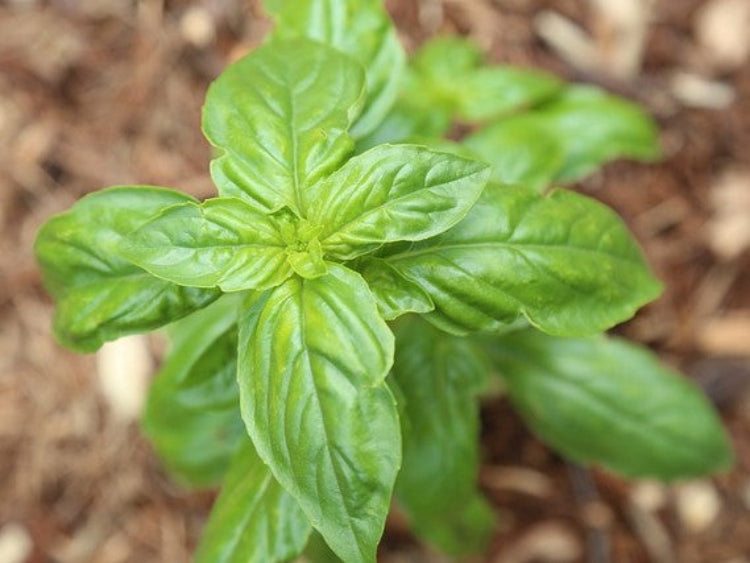 basil-2