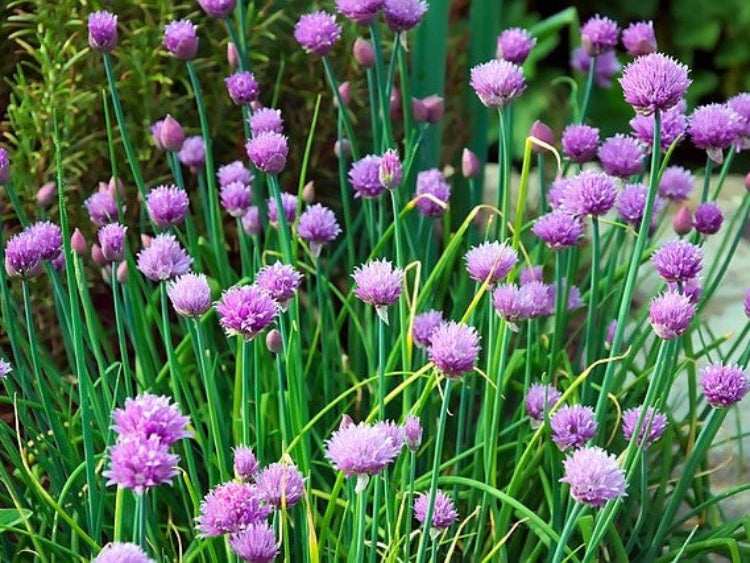 chives-2