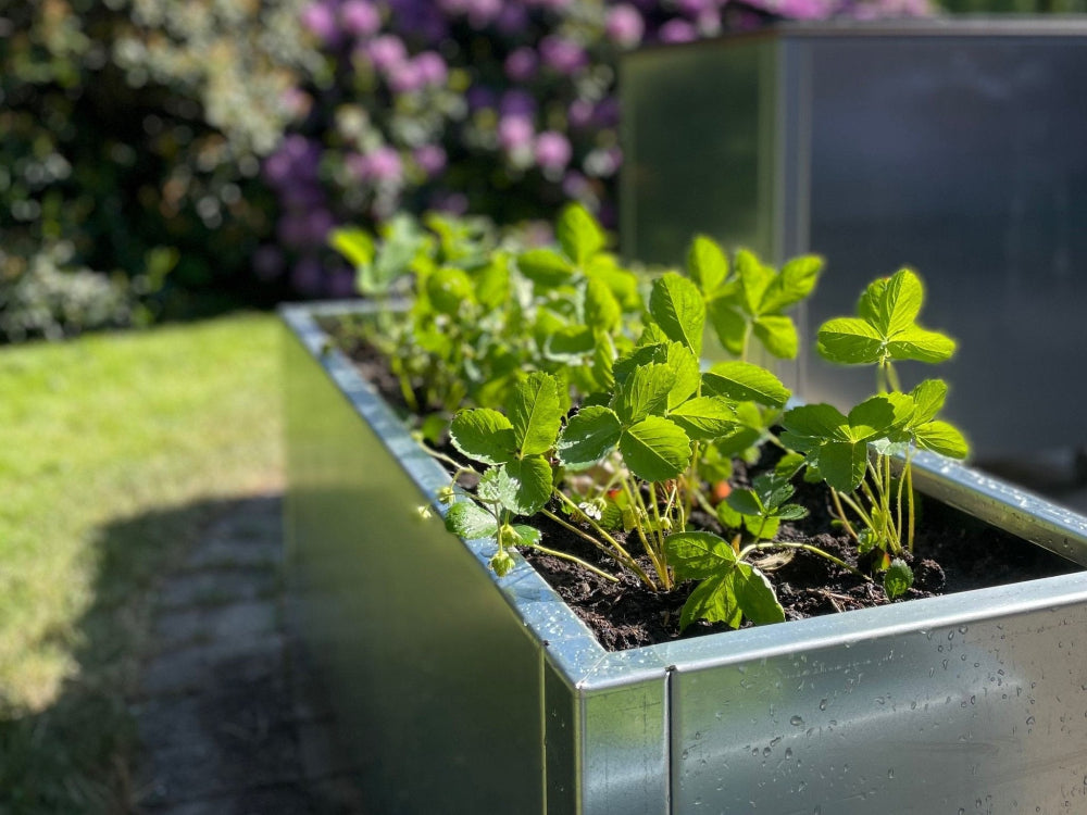 CUBY blomlåda i galvaniserat stål med ormbunkar