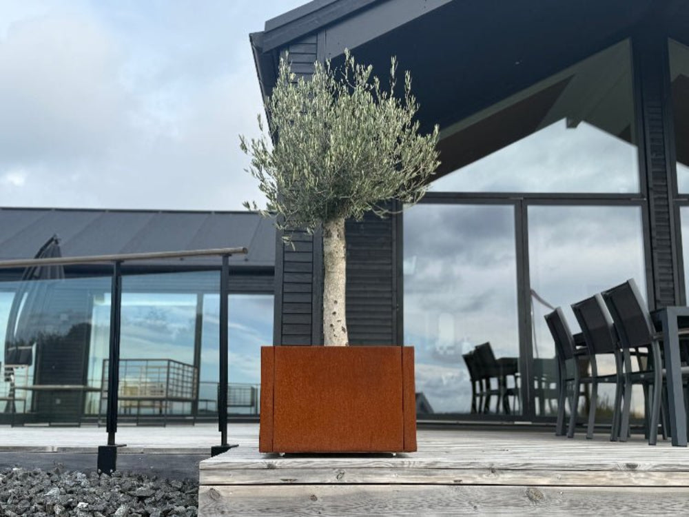 CUBY blomlåda i cortenstål med olivträd på terrass