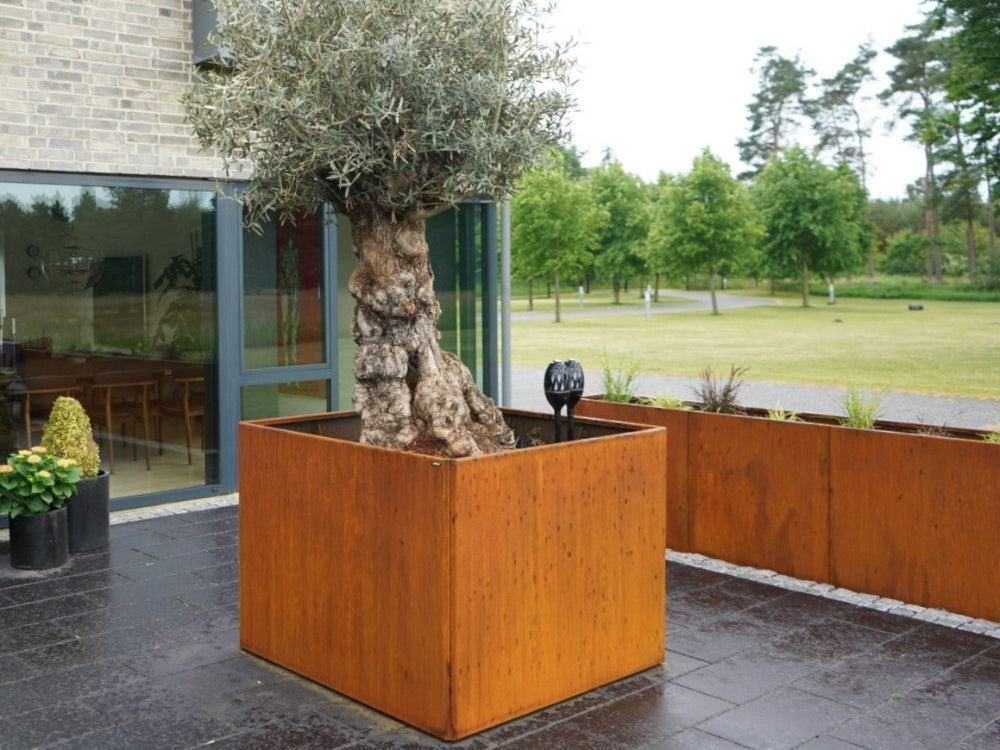 Kvadratisk EDGY blomlåda i cortenstål med olivträd