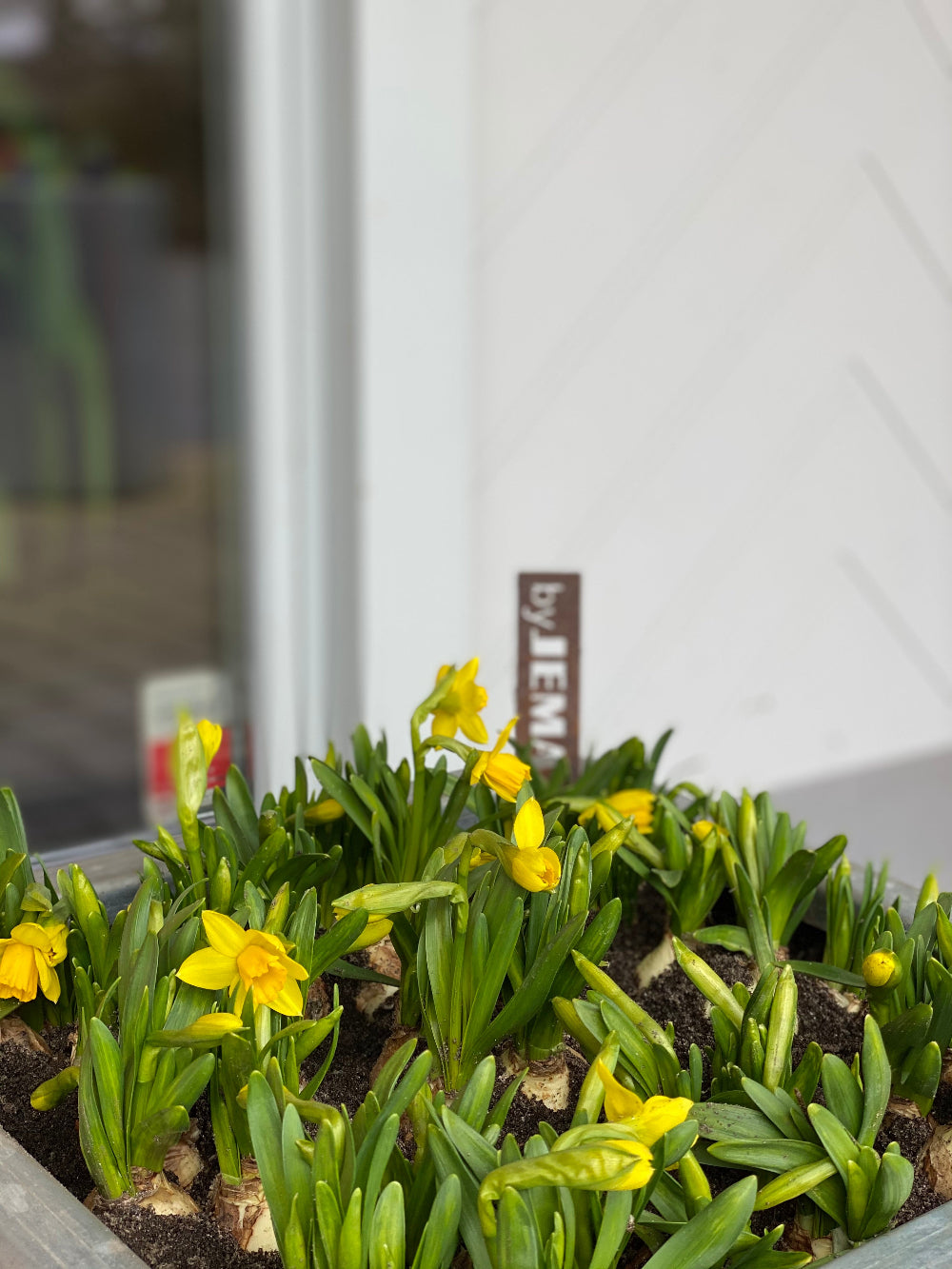 edgy-galva-paaskeliljer2