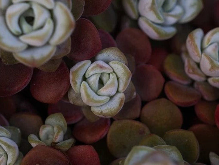 flowers-sedum