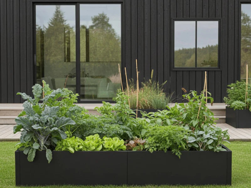 Odlingslåda i svart stål med kål, sallad och örter