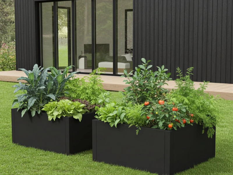 Odlingslådor i svart stål med tomater och sallad på gräsmatta