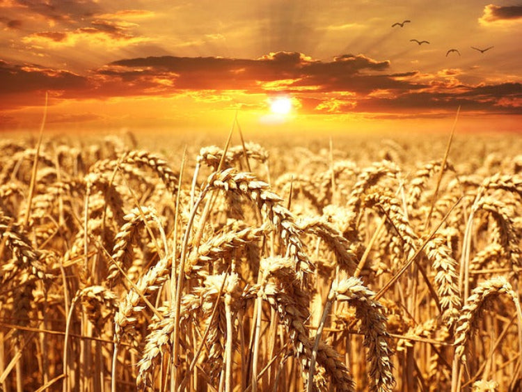 wheat-summer