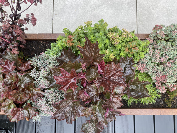 Odlingslåda corten CUBY bredd 40 x H40 cm - Flera längder
