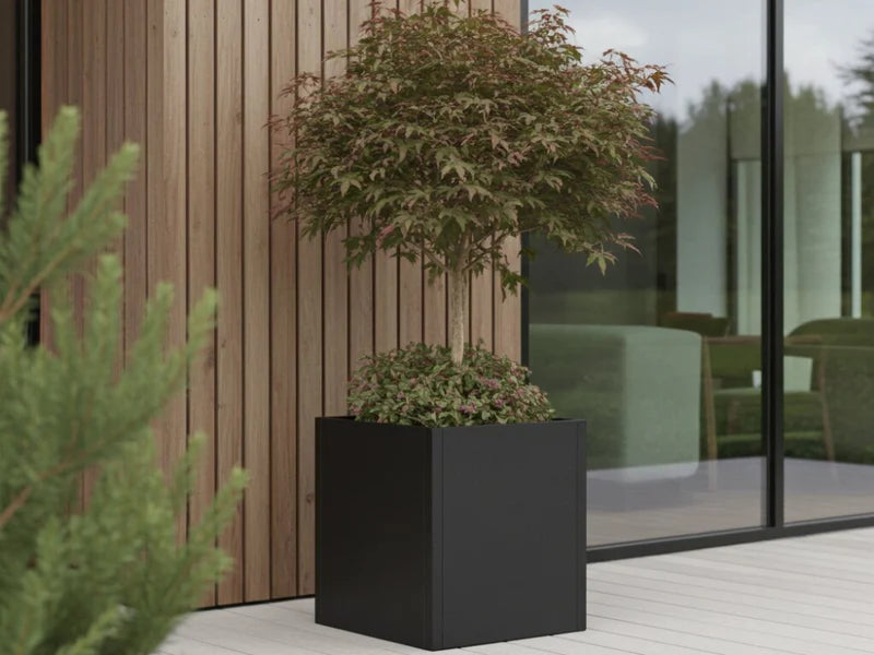 Blomlåda i svart stål med litet prydnadsträd vid glasfasad