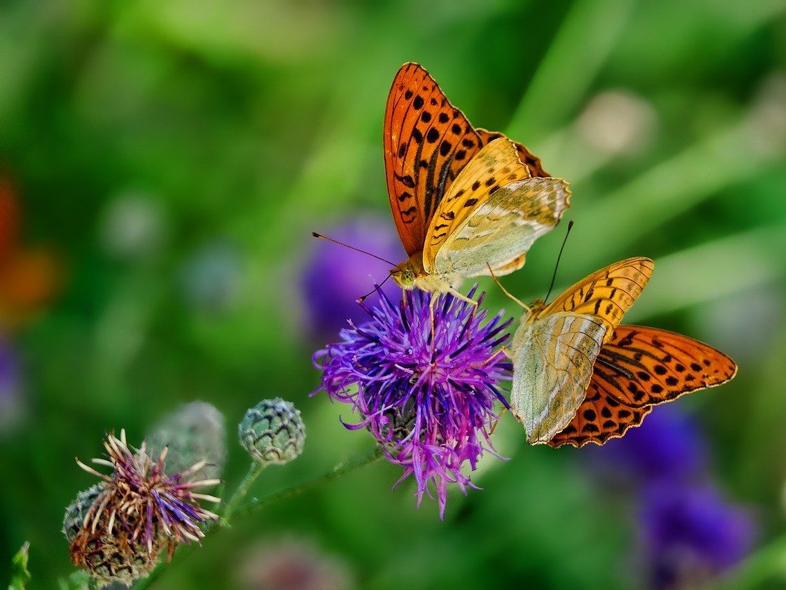 butterflies-flower2