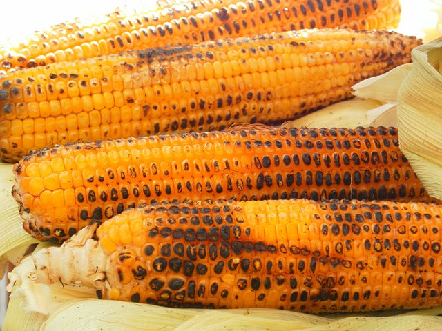 corn-grillet