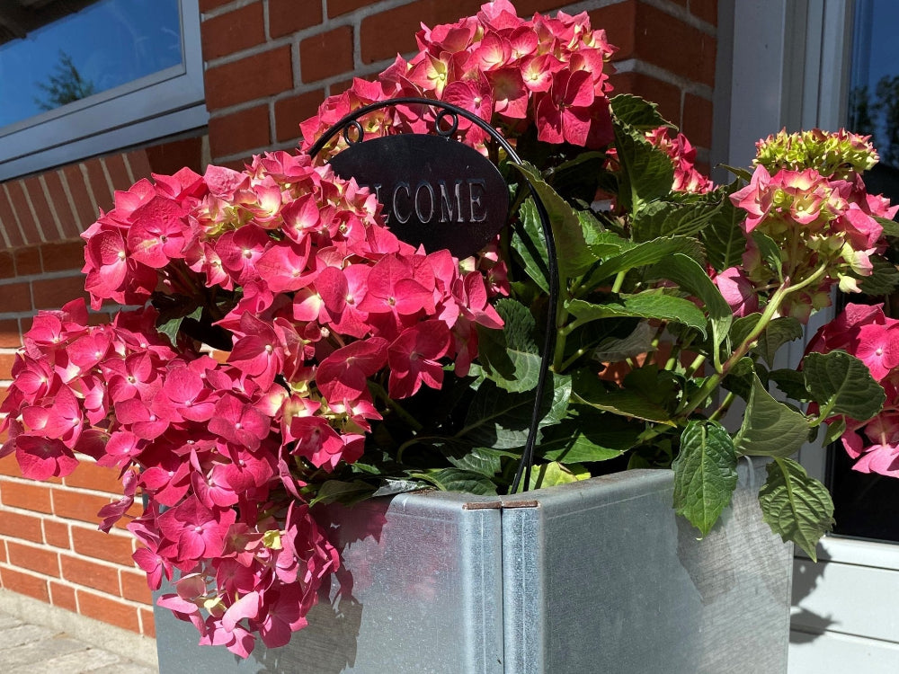 Detalj av EDGY blomlåda i galvaniserat stål med hortensia