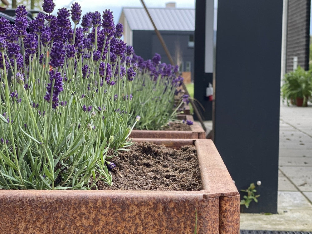 Närbild av EDGY högbed i cortenstål med lavendel