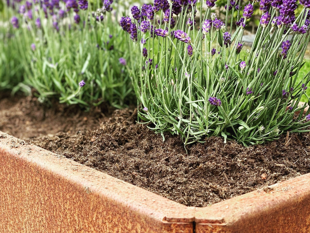 Detalj av EDGY odlingslåda i cortenstål med lavendel