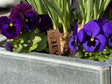 Galvaniserad EDGY odlingslåda med lila vårblommor