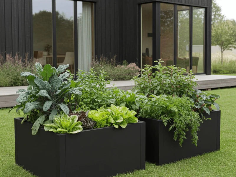 Odlingslådor i svart stål med sallad, kål och örter vid modernt hus